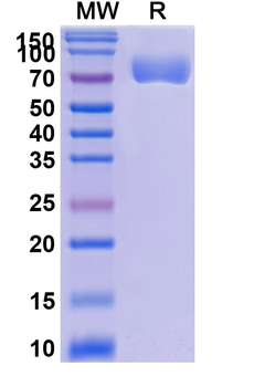 Efaprinermin Alfa Monoclonal Antibody