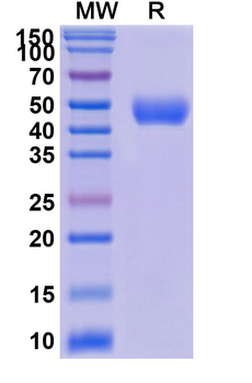 Davoceticept Monoclonal Antibody