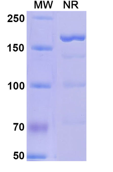 Alefacept Monoclonal Antibody