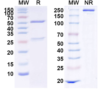 MET/c-Met/HGFR Human Monoclonal Antibody
