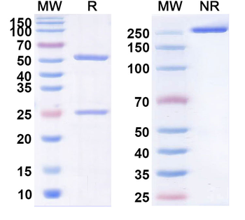 MET/c-Met/HGFR Human Monoclonal Antibody