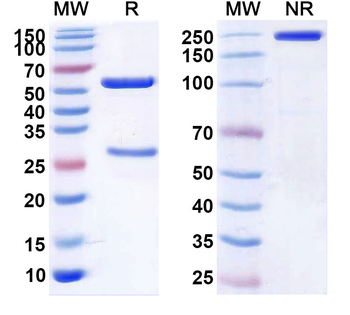 MET/c-Met/HGFR Human Monoclonal Antibody