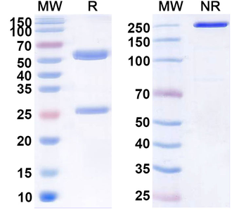 CLDN18.2 Human Monoclonal Antibody