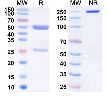 CLDN18.2 Human Monoclonal Antibody