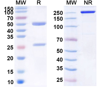 CLDN18.2 Human Monoclonal Antibody