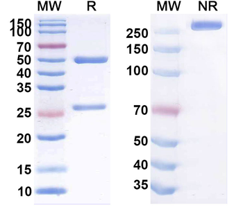 CLDN18.2 Human Monoclonal Antibody