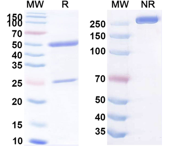 CD66e/CEA/CEACAM5 Human Monoclonal Antibody