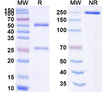 CD66e/CEA/CEACAM5 Human Monoclonal Antibody