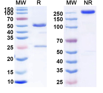 CD7 Human Monoclonal Antibody