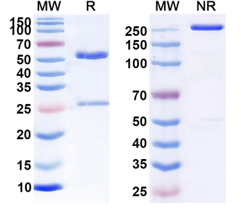 CD48 Human Monoclonal Antibody