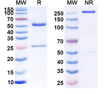 CD47/MER6 Human Monoclonal Antibody