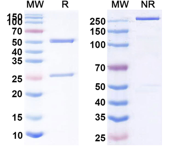 CD47/MER6 Human Monoclonal Antibody