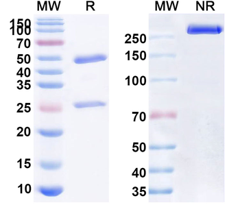 CD47/MER6 Human Monoclonal Antibody