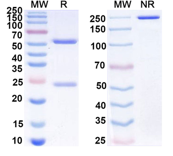 CD47/MER6 Human Monoclonal Antibody