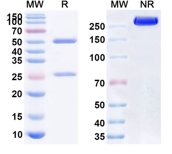 CD47/MER6 Human Monoclonal Antibody