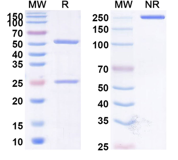 CD47/MER6 Human Monoclonal Antibody