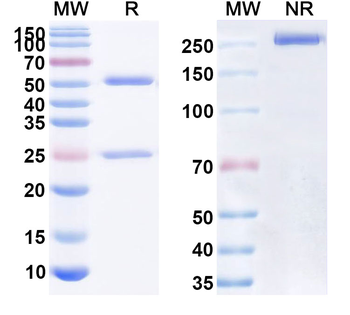 CD47/MER6 Human Monoclonal Antibody