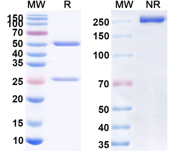 CD47/MER6 Human Monoclonal Antibody
