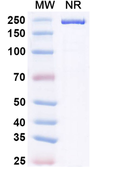 CD44 Human Monoclonal Antibody