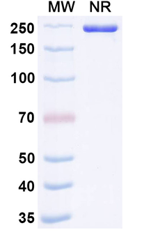 CD44 Human Monoclonal Antibody