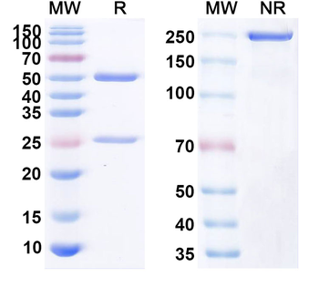 CD40/TNFRSF5 Human Monoclonal Antibody