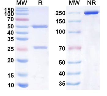 CD40/TNFRSF5 Human Monoclonal Antibody