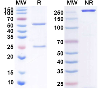 CD40/TNFRSF5 Human Monoclonal Antibody