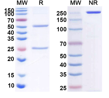 Research Grade Human CD40/TNFRSF5 (CDX 1140) Antibody