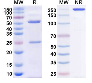 CD38/ADPRC 1 Human Monoclonal Antibody