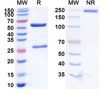 CD38/ADPRC 1 Human Monoclonal Antibody