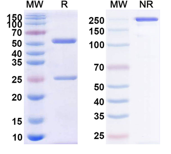 CD38/ADPRC 1 Human Monoclonal Antibody