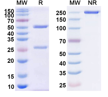 CD38/ADPRC 1 Human Monoclonal Antibody