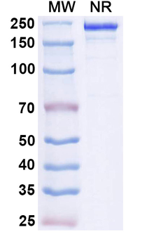 CD38/ADPRC 1 Human Monoclonal Antibody