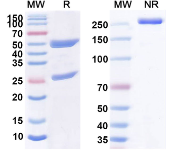 CD32b/FCGR2B Human Monoclonal Antibody