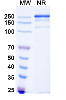 CD32b/FCGR2B Human Monoclonal Antibody