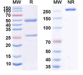 CD30/TNFRSF8 Human Monoclonal Antibody