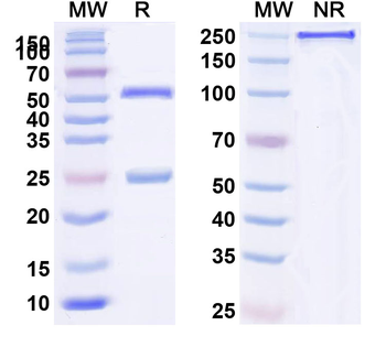 CD24 Human Monoclonal Antibody