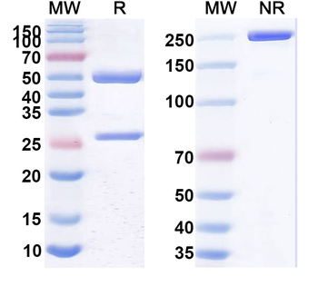 CD22 Human Monoclonal Antibody