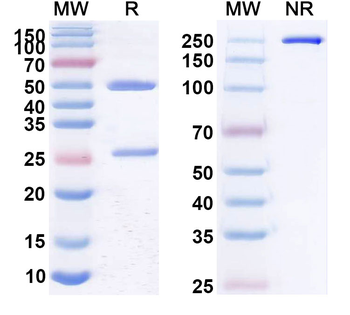 CD22 Human Monoclonal Antibody