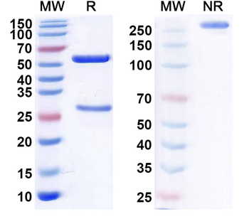 CD22 Human Monoclonal Antibody