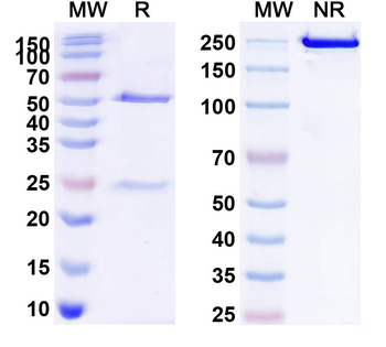 CD20/MS4A1 Human Monoclonal Antibody
