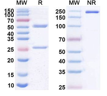 CD20/MS4A1 Human Monoclonal Antibody