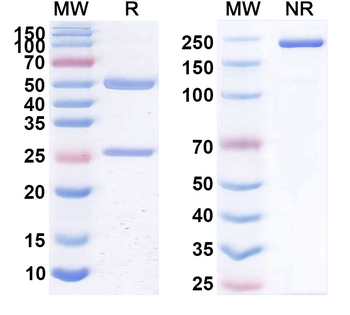 CD20/MS4A1 Human Monoclonal Antibody