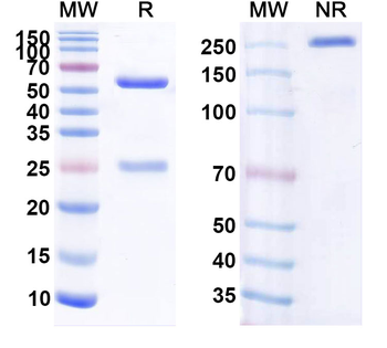 CD20/MS4A1 Human Monoclonal Antibody
