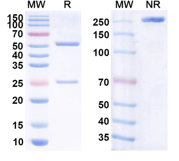 CD20/MS4A1 Human Monoclonal Antibody