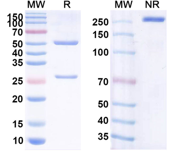 CD20/MS4A1 Human Monoclonal Antibody