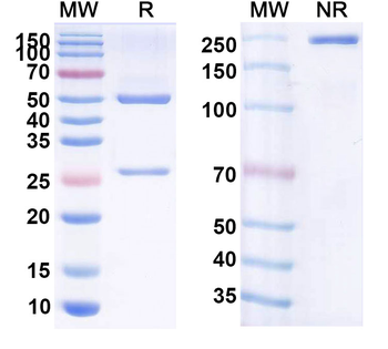 CD19 Human Monoclonal Antibody
