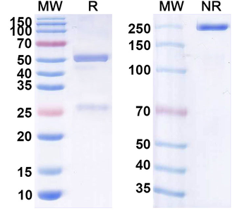 CD19 Human Monoclonal Antibody