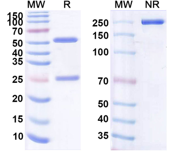 CD19 Human Monoclonal Antibody