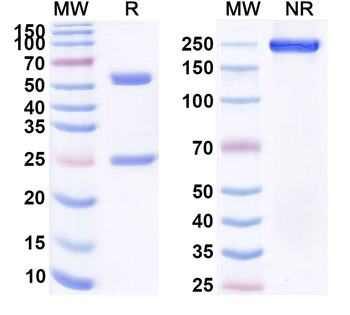 CD19 Human Monoclonal Antibody